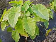 Plant Malangae