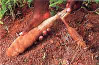 Tubercule de manioc